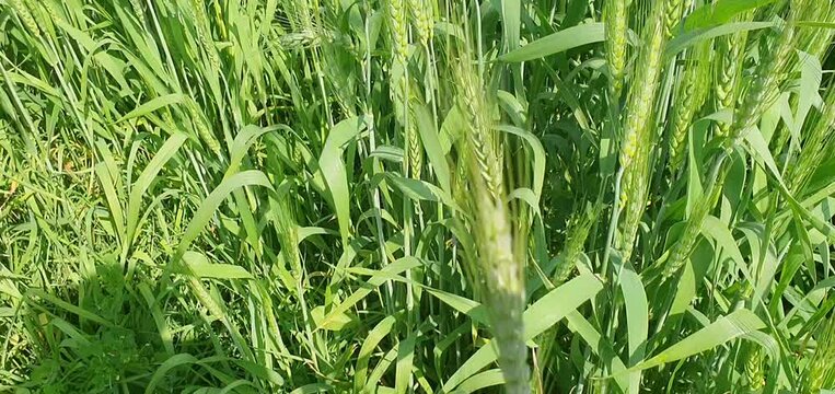 green grass of wheat in the morning,grass, wheat, nature, agriculture, field, summer, plant, spring, crop, grain, meadow, food, farm, rice, harvest, growth, herb, corn, dew, green, freshness, ear, cer