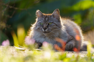 春の花とひなたぼっこしてるサバトラ柄の毛が長い野良猫