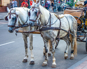 Naklejka na ściany i meble Horses with a carriage on the road in the city