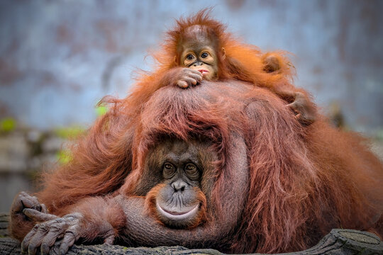 Orangutan baby and mom cute two animals