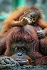 Orangutan baby and mom cute two animals © Riadi