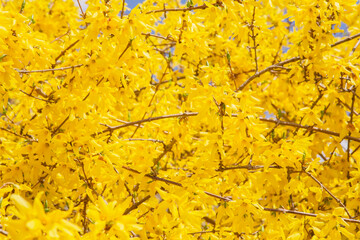 Blühender Forsythienbusch Nahaufnahme