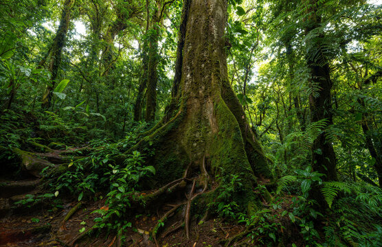 Tropical rainforest