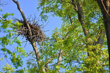 木の上の鳥の巣