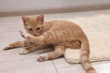 Cute ginger cat on carpet at home