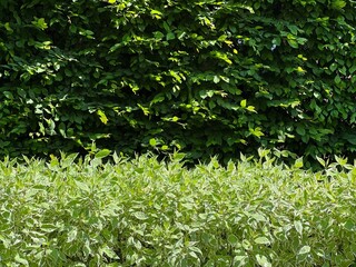 Green leaves of hornbeam tree and foliage of cornus alba bush in the park.