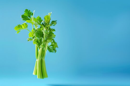 Ramillete de apio, apios frescos y naturales, apio aislado sobre fondo azul, verdura fresca, dieta mediterr&aacute;nea, comida t&iacute;pica de Grecia 