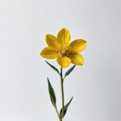 Fototapeta na wymiar dahlia flower on white 