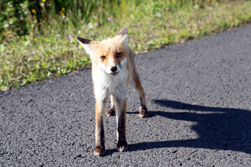 Fototapeta premium road_fox