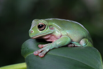 Dumpy frog on a leaves, tree frog side view, litoria caerulea