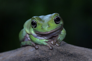 Dumpy frog on a branch, tree frog front view, litoria caerulea