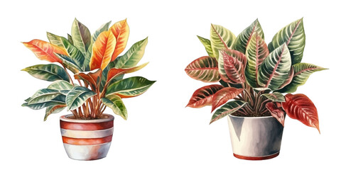croton plant in a pot watercolor vector illustration © Finkha