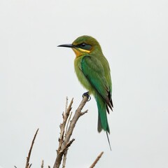 kingfisher on branch
