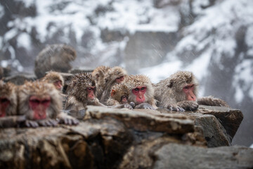 Snow monkey
