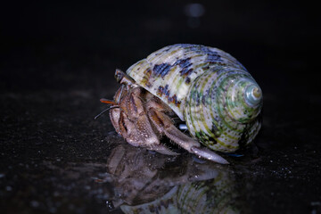 close-up of beautiful hermit crab, Coenobita clypeatus