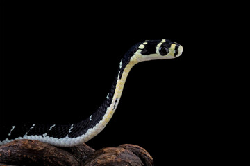 Baby king cobra on branch with black background