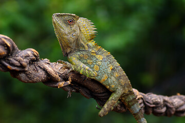 Forest dragon lizard on a branch, Gonocephalus chamaeleontinus