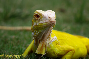 Albino iguana crawling on the grass, close-up of a yellow iguana