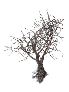 Dead Tree without Leaves, transparent background