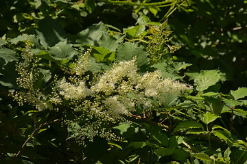 White meadowsweet flowers - Filipendula ulmaria