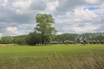 Meadows  with poplar and willow trees in Assebroekse Meersen nature reserve,  Bruges, Flanders,...