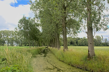 Drainage canal with rows of trees on a sunny summmer day with blue sky and fluffy clouds in...