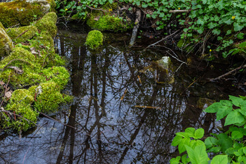 River in a forest park. Plants, moss, green grass. Reflections on water. Spring, early summer. Environment climate ecology ecosystems, pure nature. Idyllic landscape. High angle view