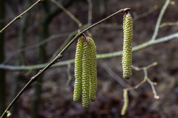 Common hazel Corylus avellana, in the spring blooms in the forest
