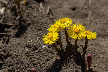 Tussilago farfara, commonly known as coltsfoot is a plant in the groundsel tribe in the daisy...