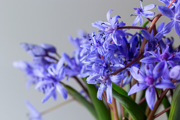 Beautiful blue flowers snowdrops Scilla bifolia alpine squill, two-leaf squill on a white...