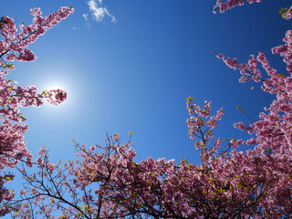 日本、冬、青空と河津桜
