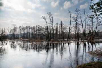 Fototapeta premium Flooded forests and fields, flooding in the natural landscape.