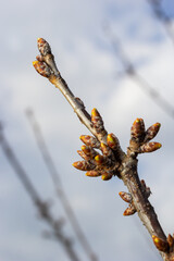budding buds on a tree branch in early spring macro. Early spring, a twig on a blurred background. The first spring greens