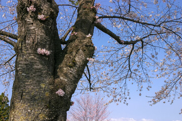 桜咲く