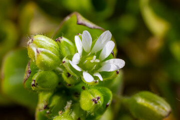 In the spring, Stellaria media grows in the wild. A herbaceous plant that often grows in gardens as a weed. Small white flowers on fleshy green stems