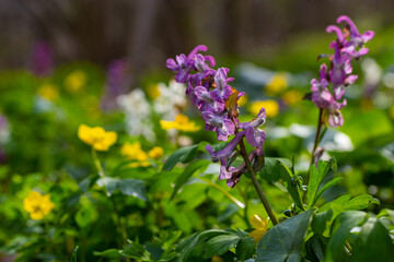 Corydalis. Corydalis solida. Violet flower forest blooming in spring. The first spring flower, purple. Wild corydalis in nature