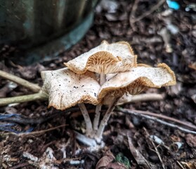 fresh mushroom plant 