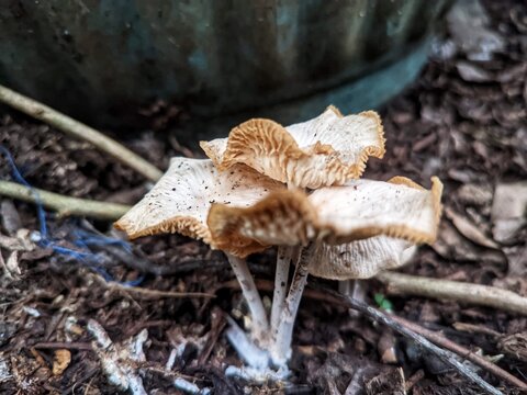 fresh mushroom plant 