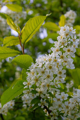 The blossoming bird cherry branch against the background of the blue sky. Spring. Macro. Flower vegetable background horizontally. Prunus padus