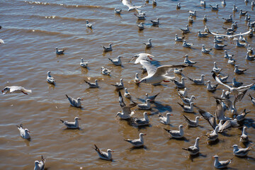 Seagulls bird flying eat food feed by people at Bangpu vacation center