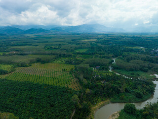 Aerial view tropical rainforest green tree ecology system with riverside