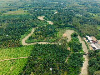 Aerial view tropical rainforest green tree ecology system with riverside