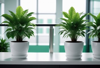 Green plants in white pots in white interior