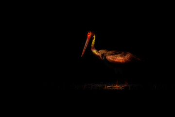 Black stork. Artistic wildlife photography. Dark nature background.