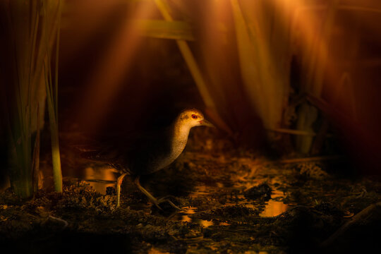 A water bird in a lake habitat. Artistic wildlife photography. Dark nature background. Little Crake.