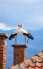 stork on the roof