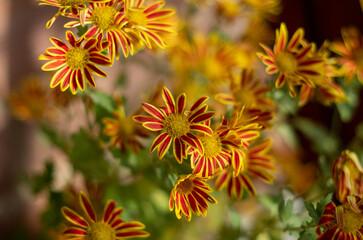 orange flowers in the garden