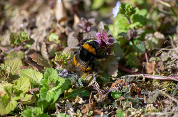 black and yellow beetle