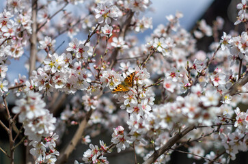 flowers in the garden with butterfly