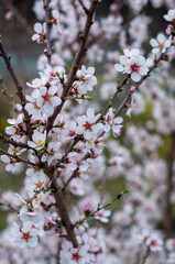 tree blossom